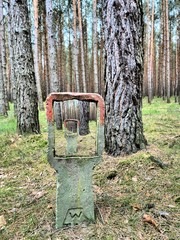 im Wald