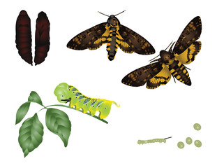 Plakat Life of moth