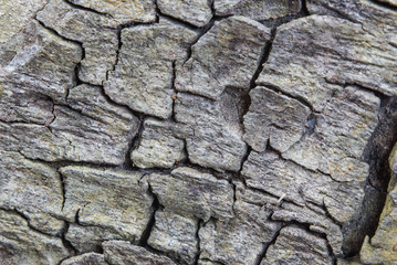 Detail of oak tree bark