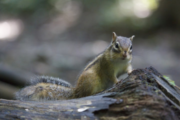 Chipmunk (shimarisu)