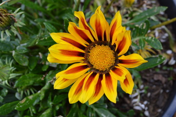 African Daisy Flower