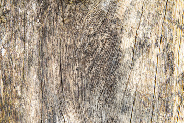 Detail of oak tree bark