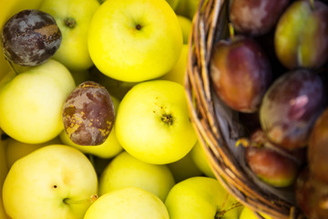 Ernte im Herbst, grüne Äpfeln und Pflaumen