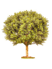 Boxwood green tree