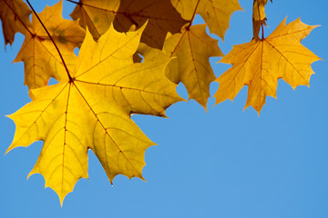 Naklejka na ściany i meble Autumn maple yellow foliage on a branch