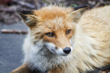 Fox　(Kitakitune)