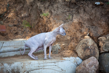 Sphynx is walking on the outdoors