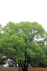 greening tree in the street, south China