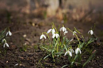 snowdrops