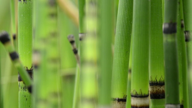 Vertical tracking shot on rough horsetails