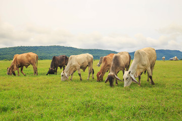 Cows grazing on a green lush meadow