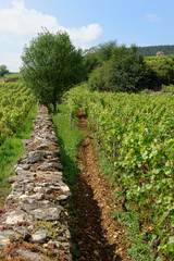 Fototapeta na wymiar vignoble de Bourgogne