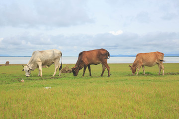 Cows grazing on a green lush meadow