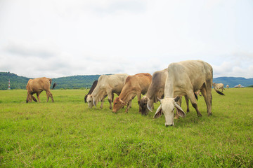 Cows grazing on a green lush meadow