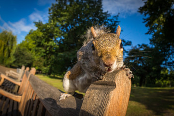 Grey Squirrel close up on a park bench in London