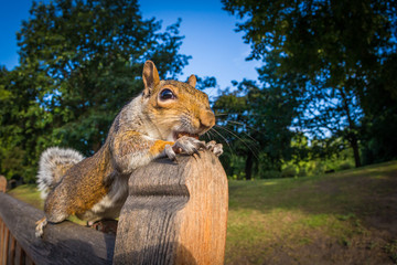 Grey Squirrel close up on a park bench in London