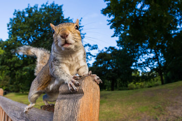 grey Squirrel close up on a park bench in London