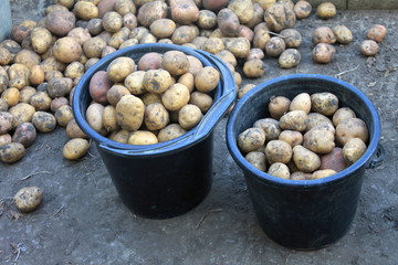 potato harvest on natural organic background