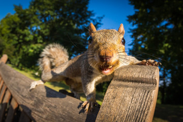 Grey Squirrel on a park bench