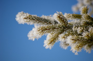 verschneit ast nadelbaum winter tag