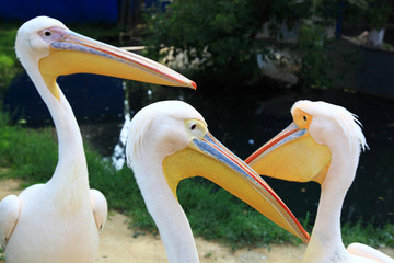 Pelicans on the background of the pond.