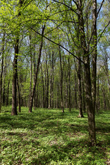 Fototapeta premium green forest landscape in the morning