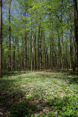 Fototapeta na wymiar Violet clearing in the woods. Spring forest landscape.