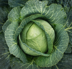 Cabbage growing. Top view