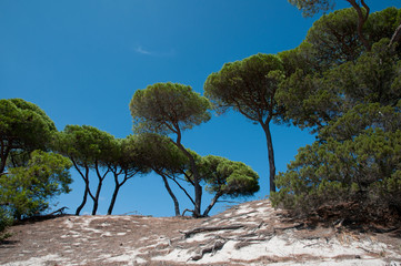 mediterranean parasol pines