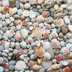 Background of sea shells