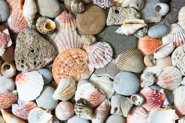 Background of sea shells