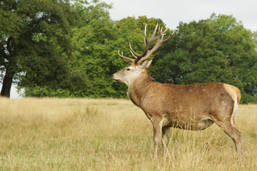 Red Deer, Deer, Cervus elaphus