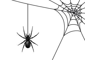 Spinne mit Spinnennetz, schwarz / Vektor / isoliert