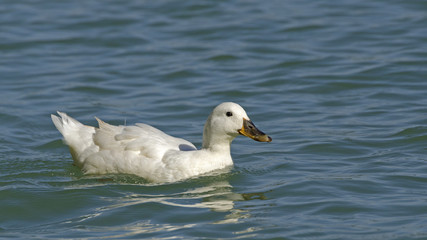 White duck