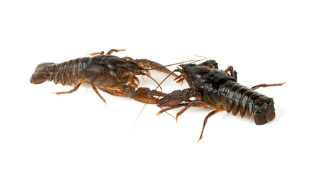 two crawfish isolated on white