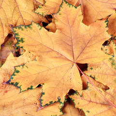 maple leaves in fall