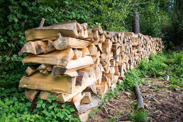 stacked firewood of spruce in the forest