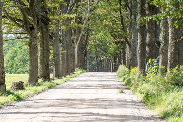 country road alley lit by evening sun