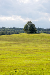 lonely tree far in the yellow field