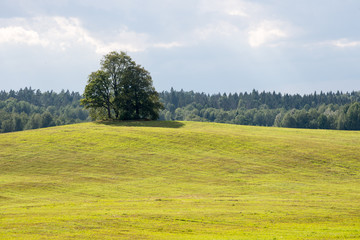 lonely tree far in the yellow field