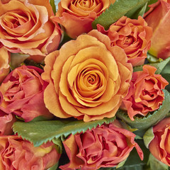 orange roses closeup, natural background
