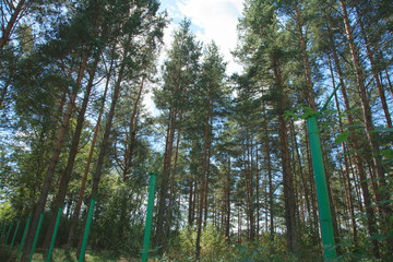 In forest
