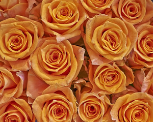 orange roses closeup, natural background