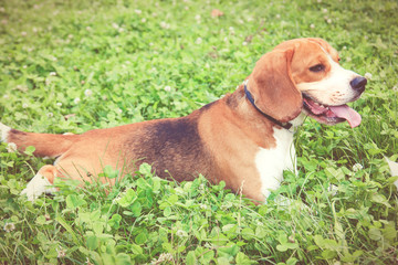 Lovely beagle puppy dog lying in the green grass