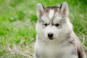 Close up of siberian hisky puppy