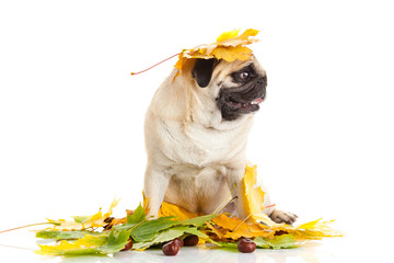 pug dog  isolated on white background, autumn