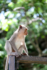 Monkey in nature
