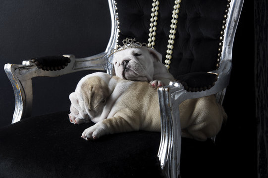 Royal english bulldog dog puppies