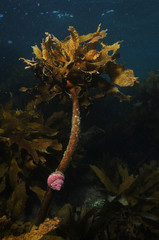 Cook's turban shell on kelp Ecklonia radiata