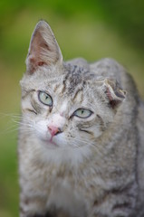one ear cat portrait